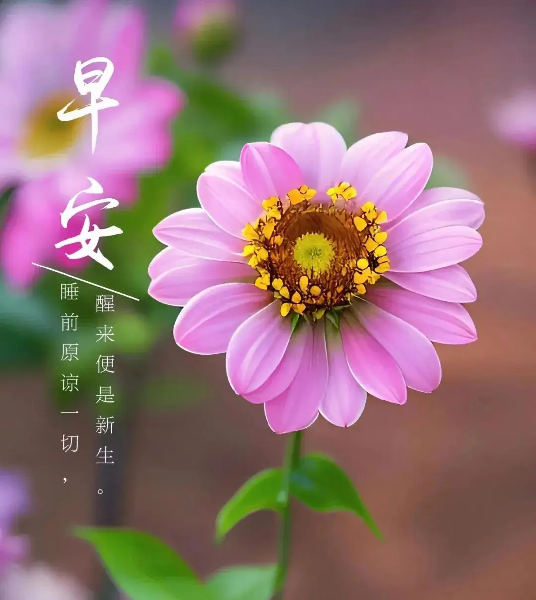 小羊做什么最快乐_我愿做那只小羊_小羊工作