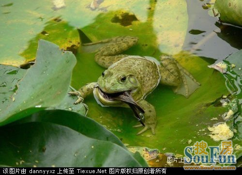 青蛙吃苍蝇看图写话_青蛙吃苍蝇看图写话_青蛙吃苍蝇看图写话