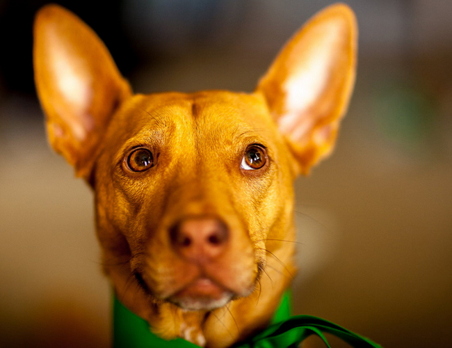 老王猎犬卖法有哪些_法老王猎犬哪有卖的?_老王猎犬卖法有几种