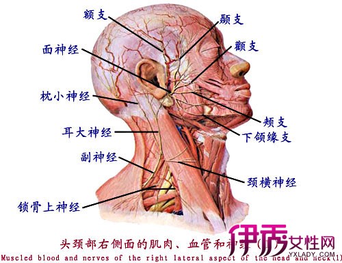 周围神经系统可以分成_周围神经系统可以分为_神经系统的周围部分