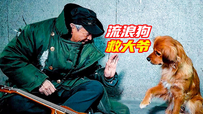救助流浪狗视频大全_流浪狗救助 视频_救助流浪狗狗视频