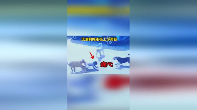 救助流浪狗狗视频_流浪狗救助 视频_救助流浪狗视频大全
